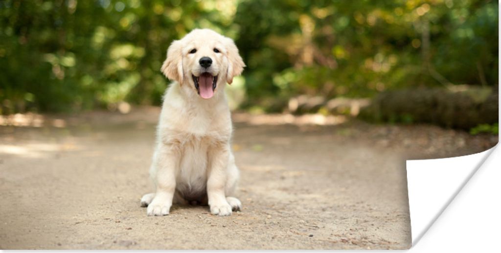 MuchoWow Poster Labrador Retriever Welpe sitzt auf einem Waldweg 120x60 cm - Bild