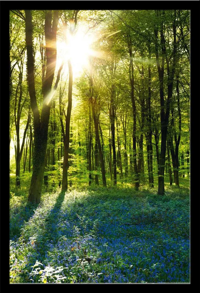 Cadre amovible en MDF noir avec poster forêt de jacinthes bleues