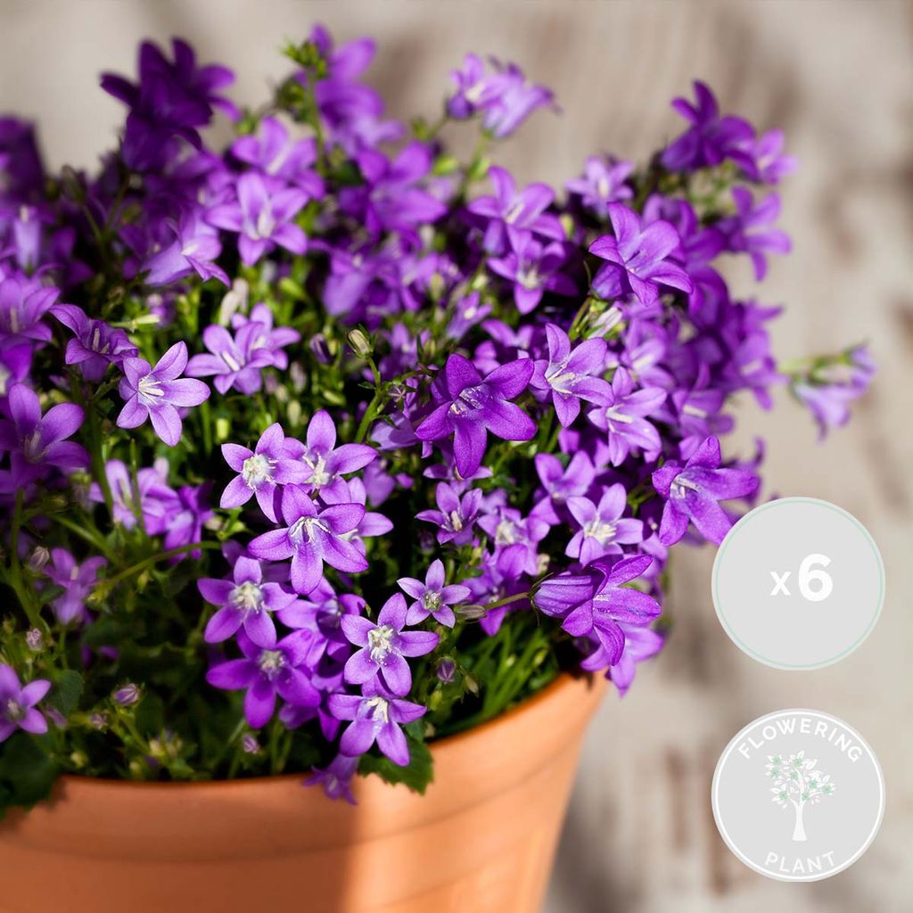 6x Campanula Ambella Intense Purple Kaufland.de
