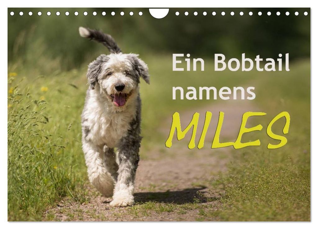 Ein Bobtail namens Miles (Wandkalender 2027 DIN A4 quer), CALVENDO Monatskalender