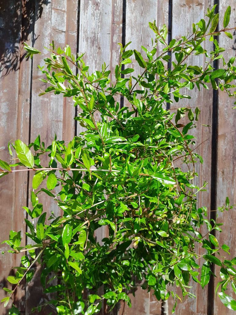 Granatapfelbaum 25-40cm - Punica Granatum Als Kübelpflanze