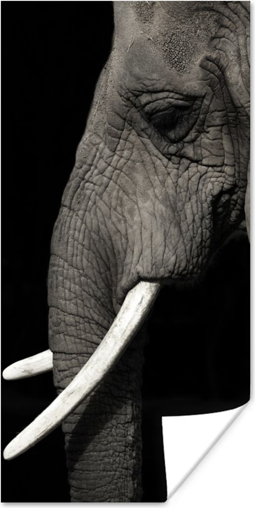 MuchoWow Poster Elefant - Tier - Stoßzahn 60x120 cm - Wandschmuck