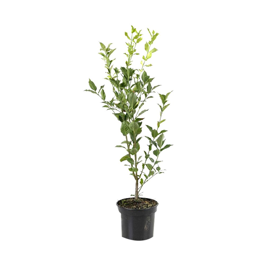 2 x Euonymus Europaeus - Euonymus Europaeus - 60-80 cm Obrázok produktu 2