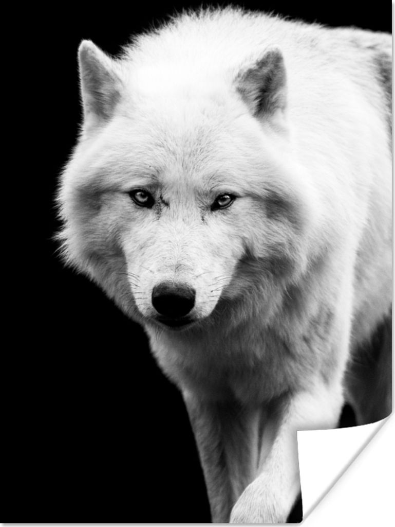 MuchoWow Poster Wolf - Tier - Schwarz - Weiß 60x80 cm - Schlafzimmer Dekoration