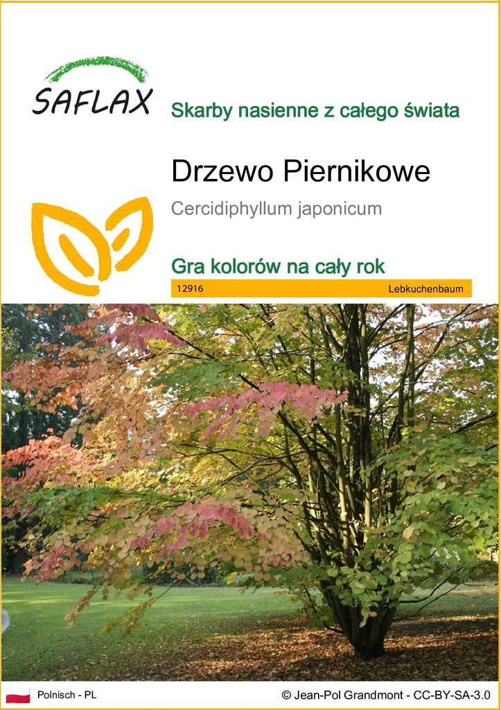 SAFLAX - Drzewo Piernikowe - 200 Nasiona - Cercidiphyllum Zdjęcie produktu 