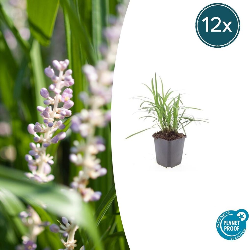 Liriope muscari 'Monroe White' | 12 Stücke - 10-25cm - Ø9cm - Gartenpflanze