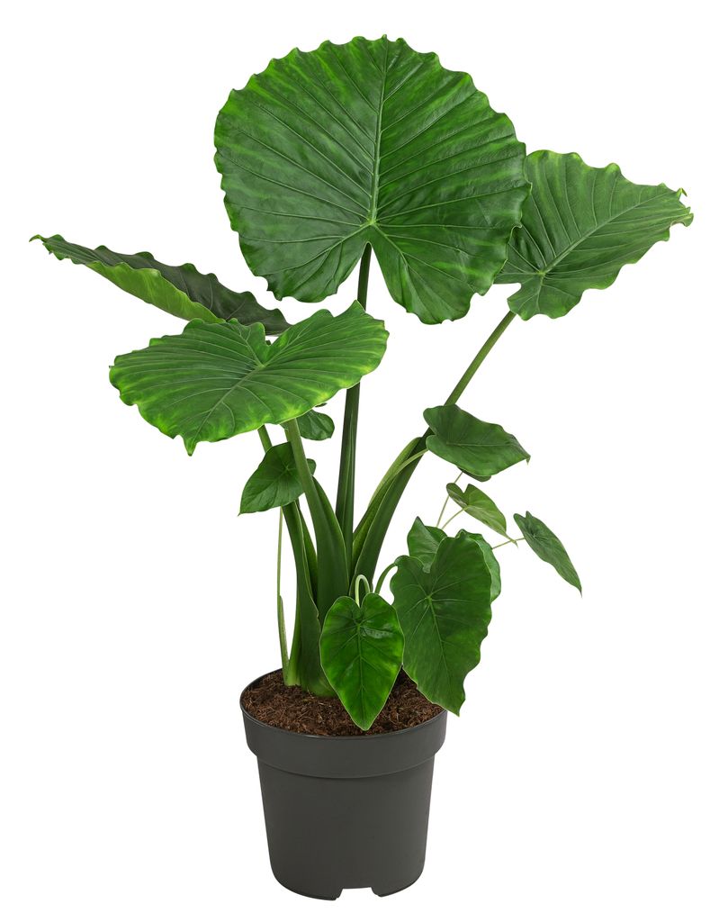 Dehner Pfeilblatt California, Alocasia gageana, imposante Blätter, ca. 80 cm, Ø Topf 21 cm, Zimmerpflanze