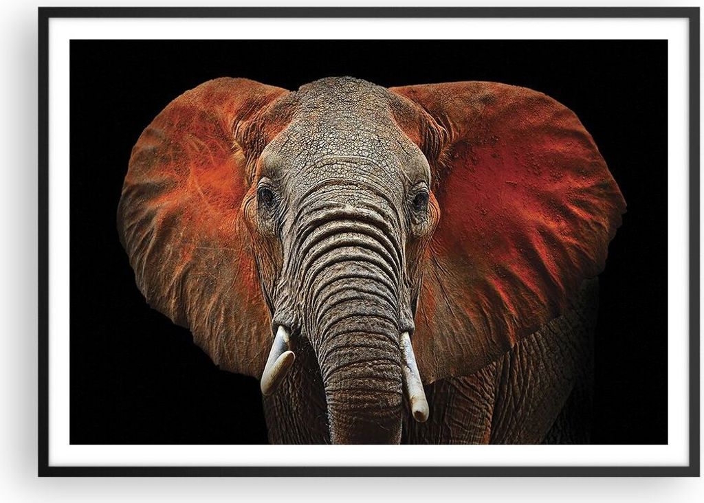 Gerahmtes Poster - Schwarzer Rahmen - Elefant Rot Ohren - Produktbild 