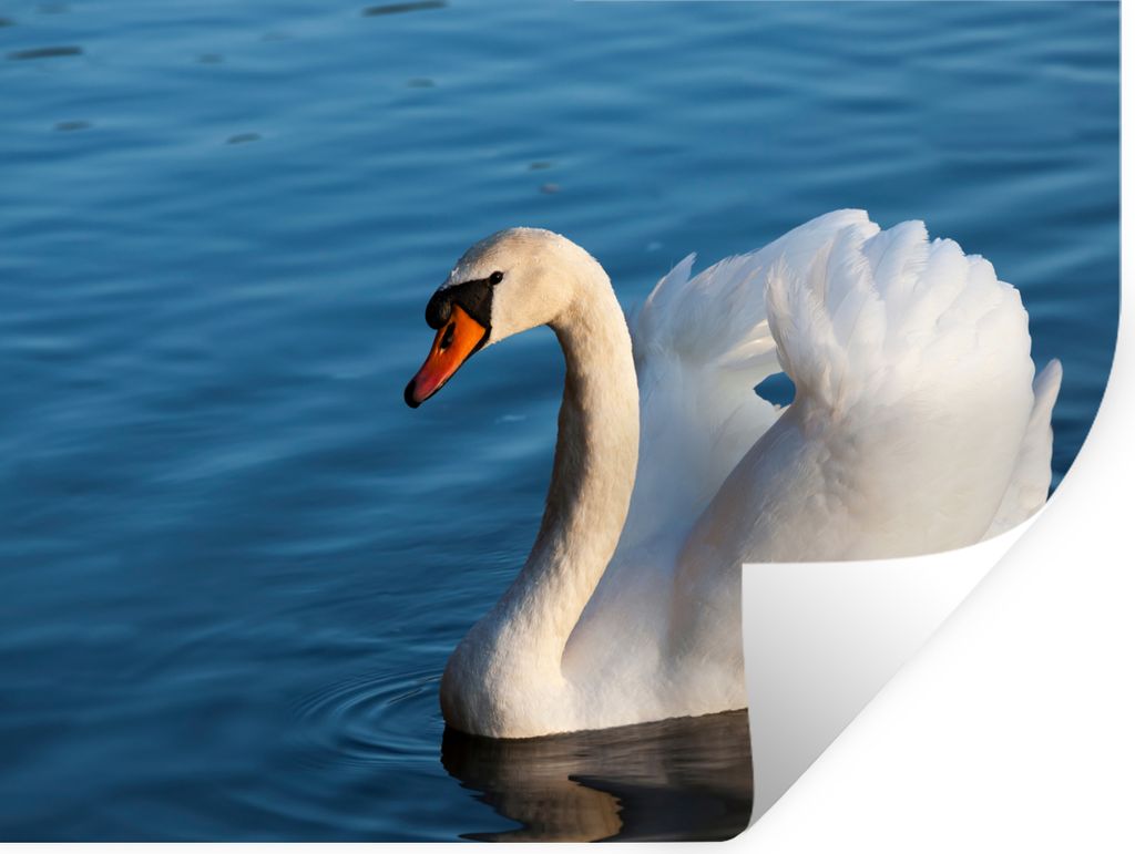 MuchoWow Wandtattoo Wandsticker Wandaufkleber Schwan - Wasser - Vogel - Weiß 80x60 cm Selbstklebend und Repositionierbar - Faltenfrei
