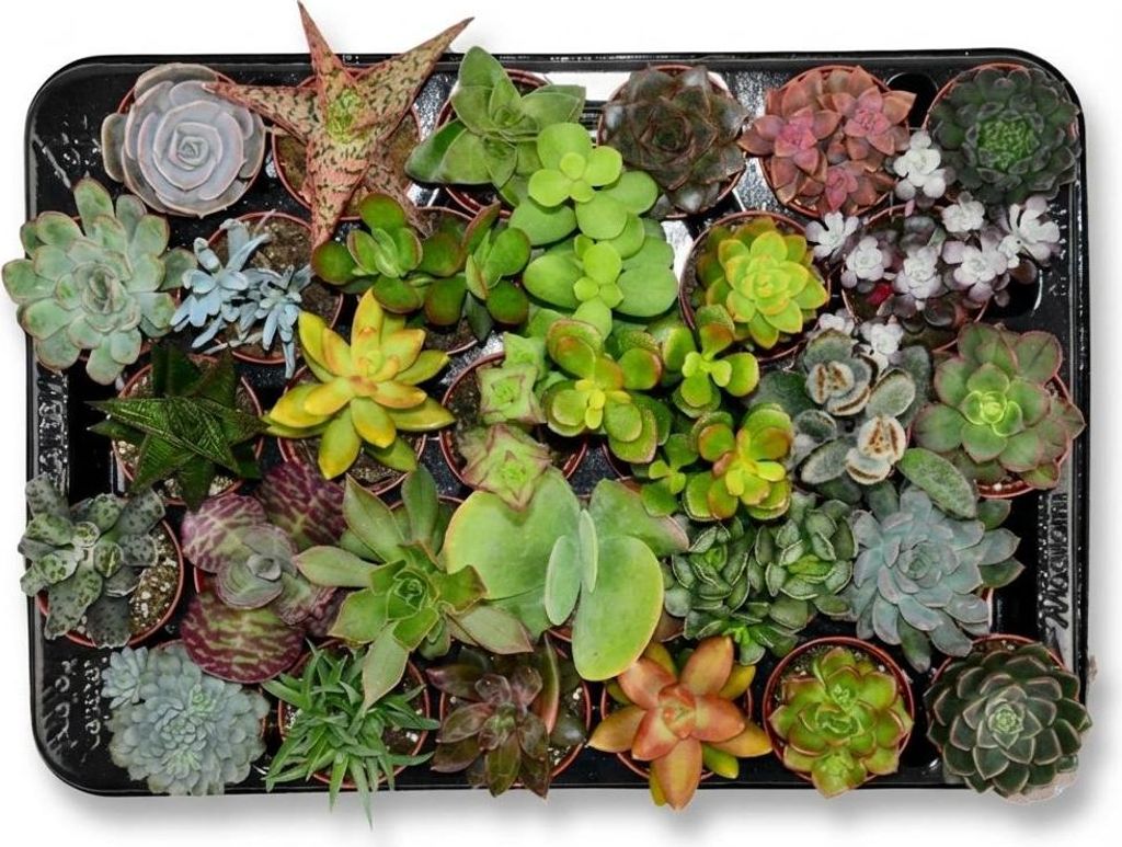 A collection of small succulent plants in individual pots, arranged on a black tray.