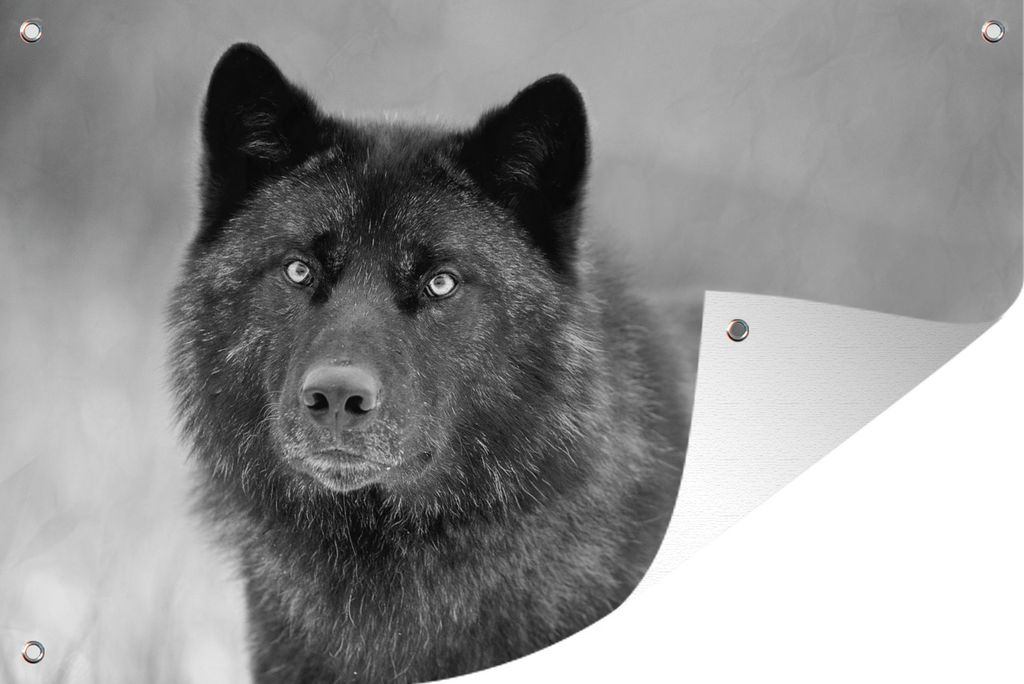 MuchoWow 120x80 cm Outdoor-Poster Gartendeko Sichtschutz Garten Poster für den Garten Schwarzer Wolf in Schwarz und Weiß