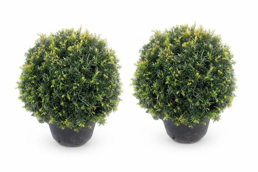 2x Eiben Kugeln, Kugeleibe, 30-35 cm, Taxus baccata, Produktbild 