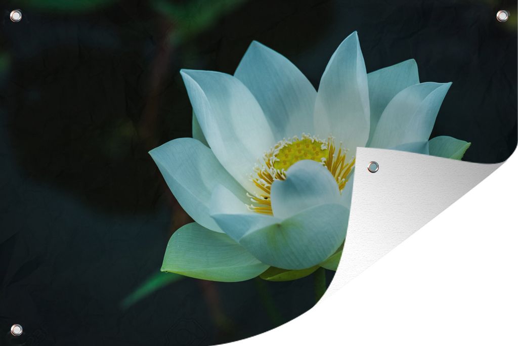 MuchoWow 120x80 cm Outdoor-Poster Gartendeko Sichtschutz Garten Poster für den Garten Weißer Lotos auf dunklem Hintergrund