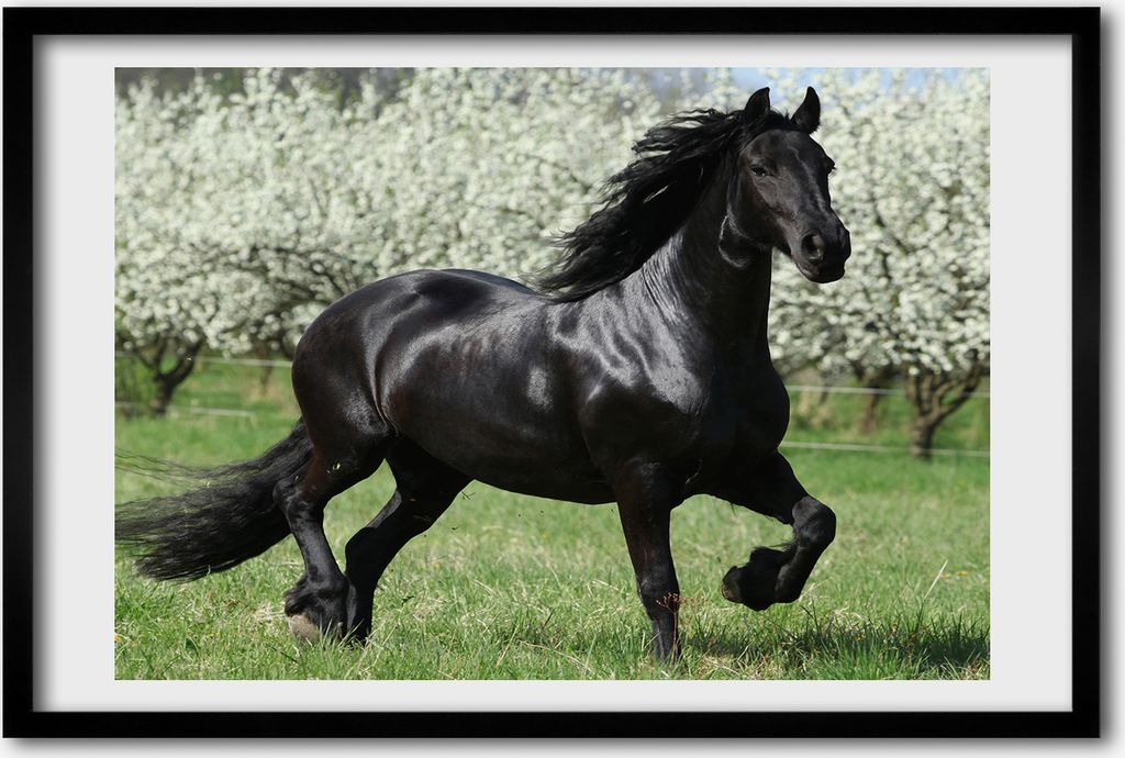 Bild 60x40 MDF-Rahmen, Wandkunst Schwarzes Pferd Blumen