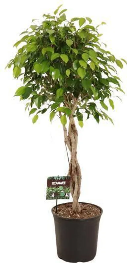 Plante verte pour bureau Ficus benjamina Exotica - Hauteur 120 cm