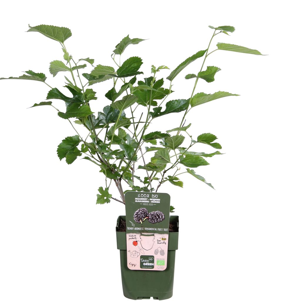 Obstbaum Maulbeere (Morus nigra Mulle) Kaufland.de