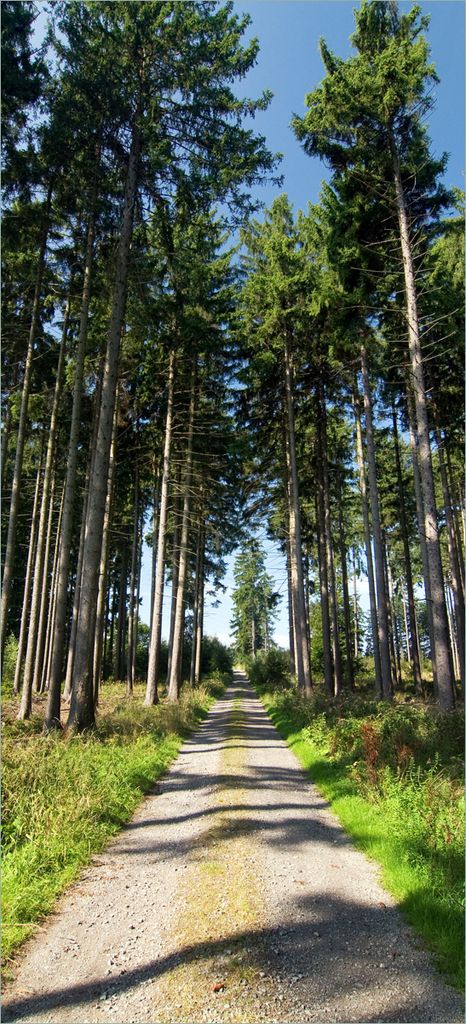 Türtapete Türposter Stiller Waldweg - Größe: 93 x 205 cm