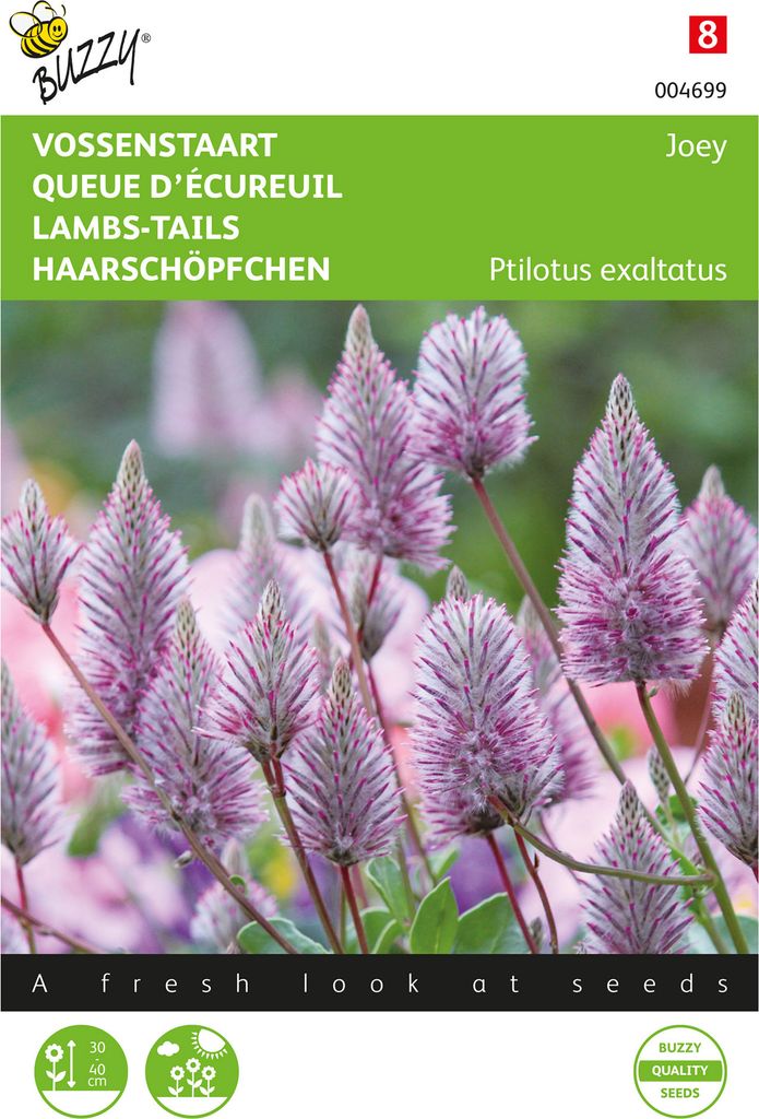 Haarschöpfchen Joey Ptilotus | Blumensamen von Buzzy Seeds