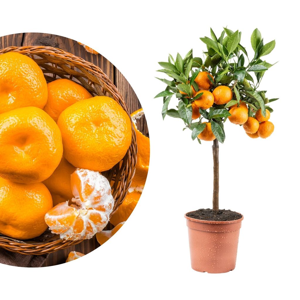 Meine Orangerie Satsuma Mandarine Mezzo - echter Citrusbaum - veredelter Zitrusbaum - Citrus Unshiu - Fruchtreifer Mandarinenbaum in Gärtnerqualität