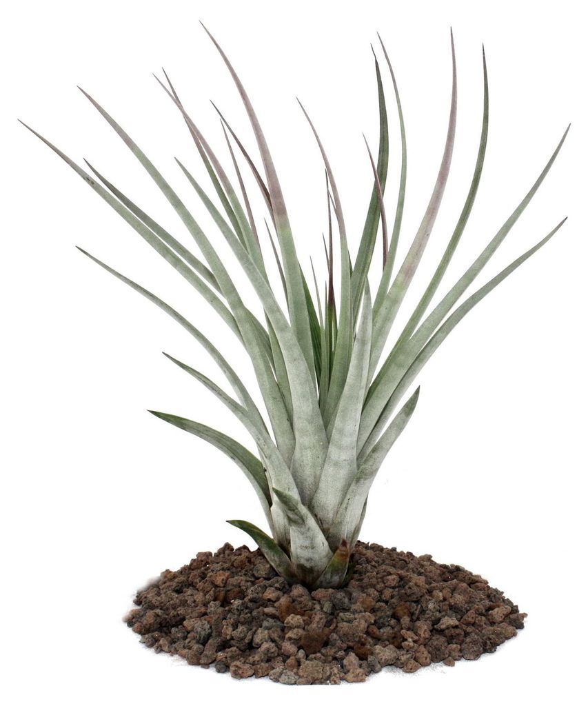 Tillandsia fasciculata - vo?ne rastúca rastlina - ve?ká Obrázok produktu 