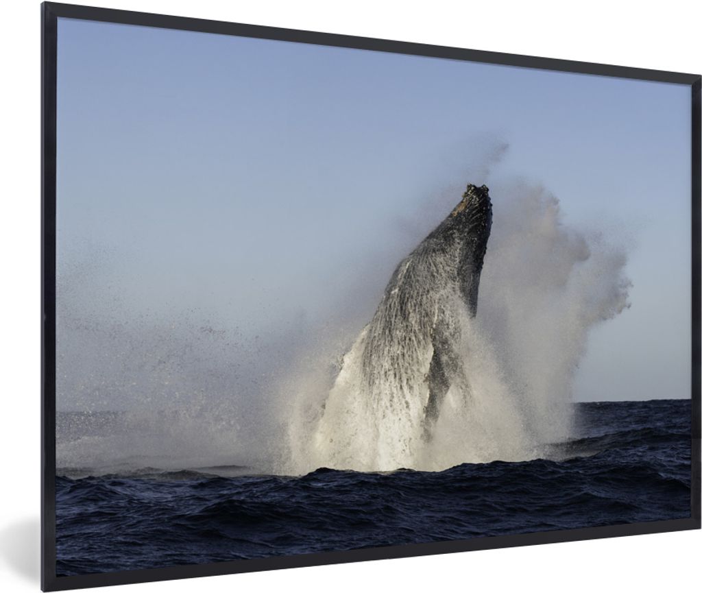 MuchoWow MuchoWow Gerahmtes Poster Wal - Wasser - Südafrika 30x20 cm - Poster mit zchwarzem Bilderrahmen - Kunstdruck - Bild-Poster