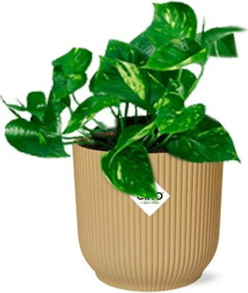 Lierre d'intérieur Epipremnum aureum Ø 14 cm - Feuillage Vert et Doré