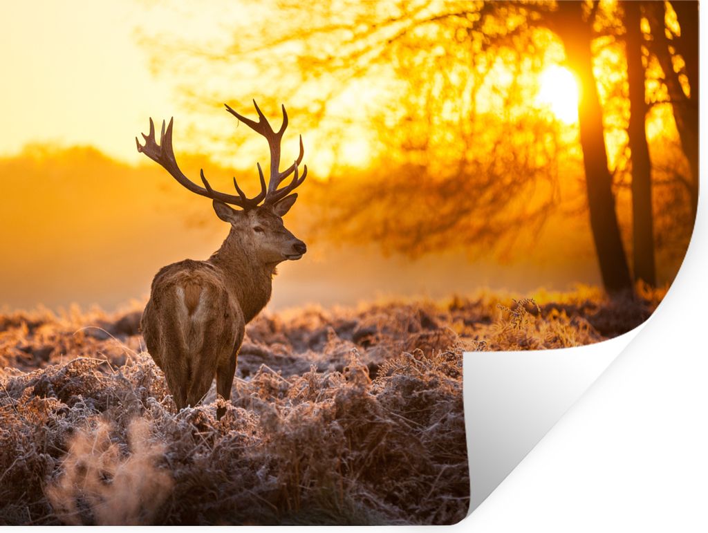 MuchoWow Wandtattoo Wandsticker Wandaufkleber Hirsche - Tiere - Sonnenuntergang - Winter - Heidekraut - Natur 80x60 cm Selbstklebend und Repositi...