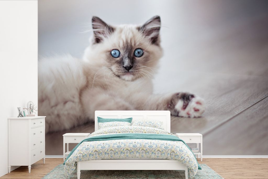 MuchoWow Fototapete für Wohnzimmer oder Schlafzimmer Wandtapete Vinyl Motivtapete Ein Ragdoll-Kätzchen liegt auf dem Boden - 330x220 cm - Fotot...