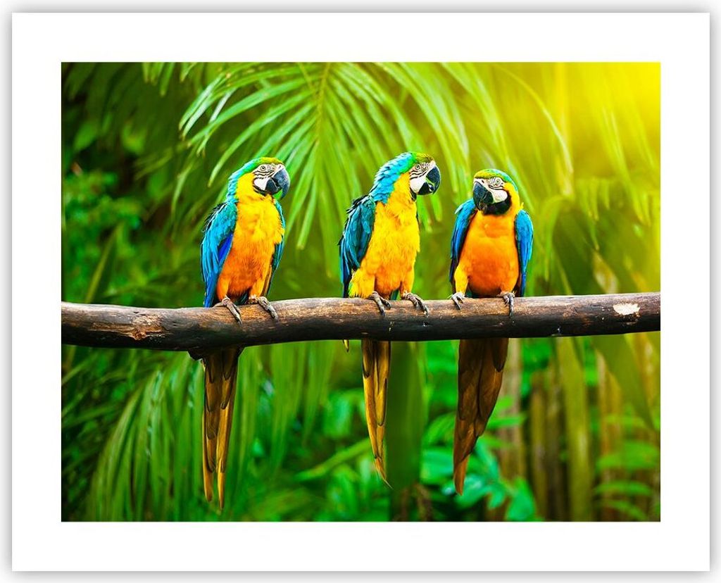 Poster - Poster ohne Rahmen - Papageien Collorful Natur Vögel - 50x40 cm - Wand Bild - Wanddeko - Wandbilder - Kunstposter - Wandposter - Bilder -...