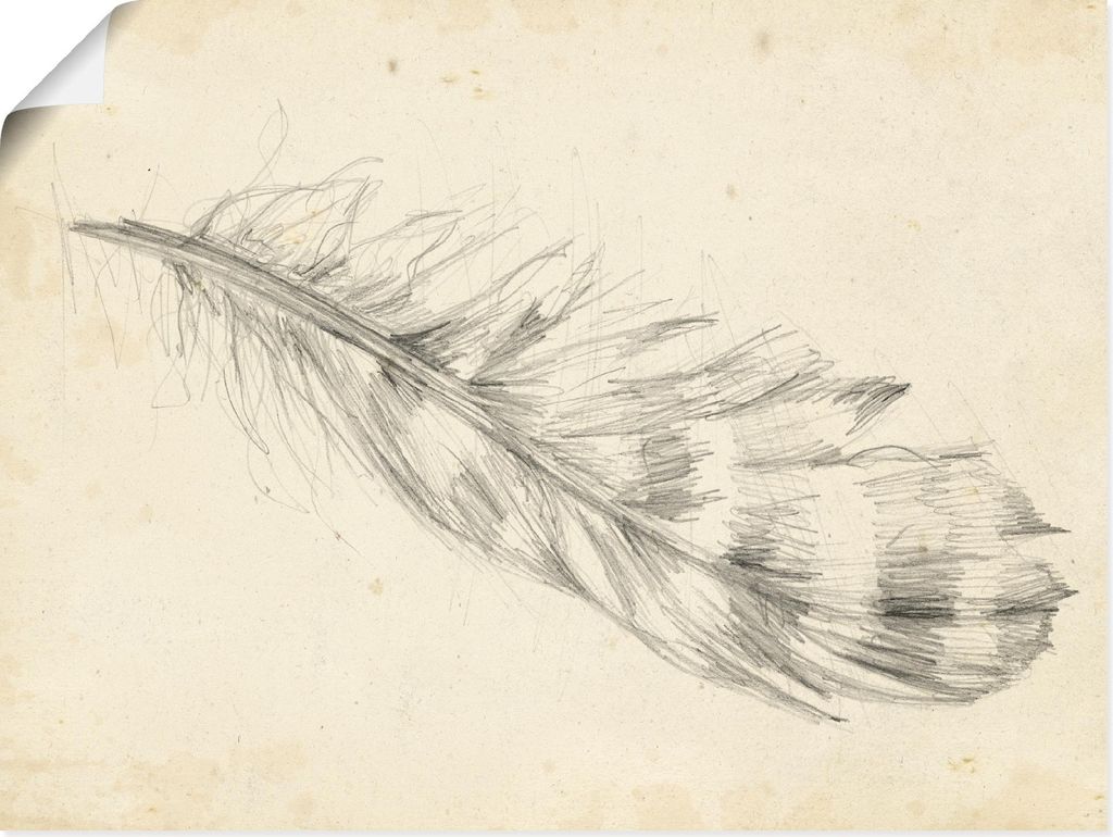 ARTland Poster Federskizze II Größe: 40x30 cm