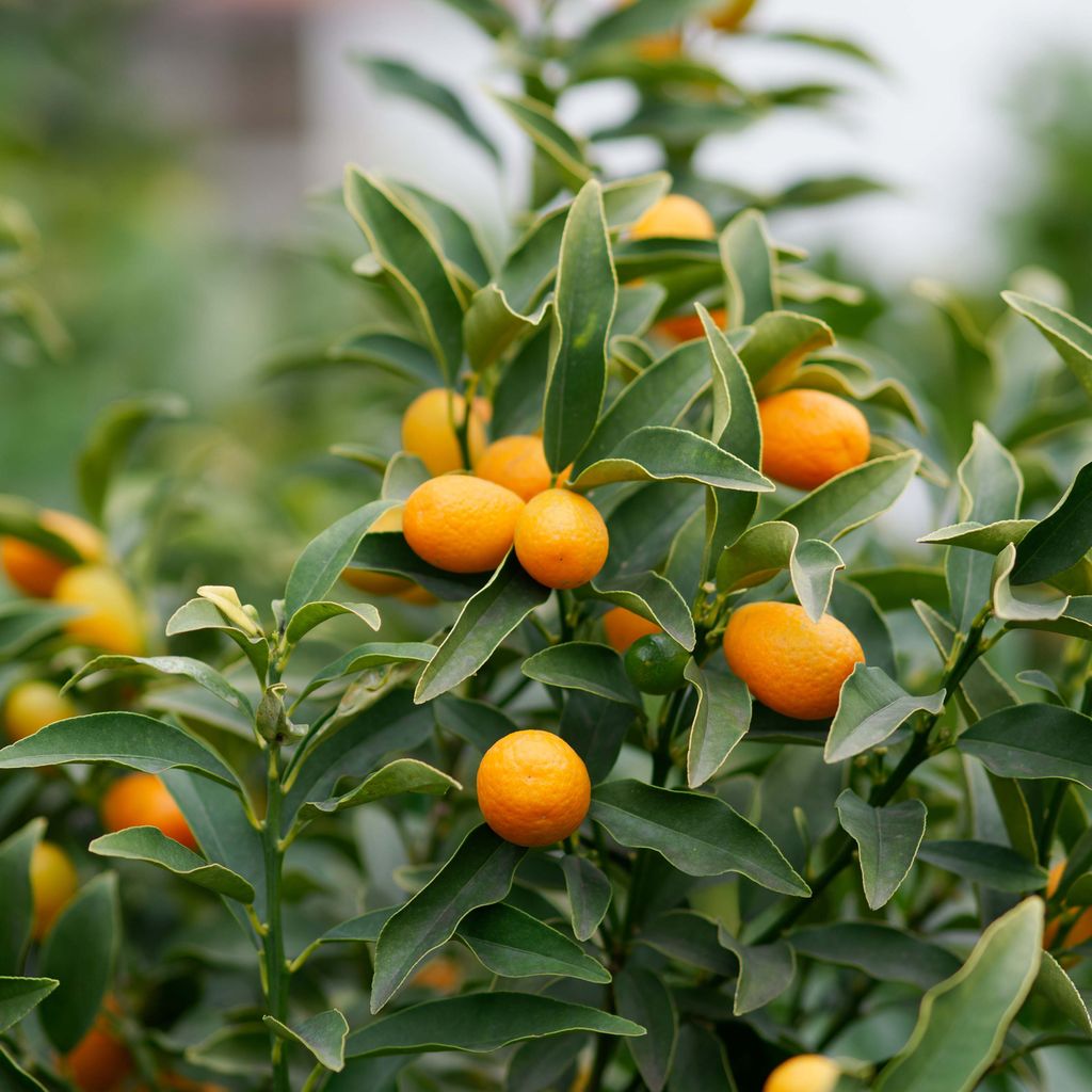 Bakker.com - Kumquat, Der topf / Ø 12cm / Lieferhöhe 20-25cm