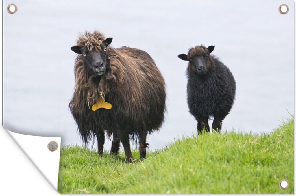 MuchoWow 90x60 cm Outdoor-Poster Gartendeko Sichtschutz Garten Poster für den Garten Schafe - Braun - Meer