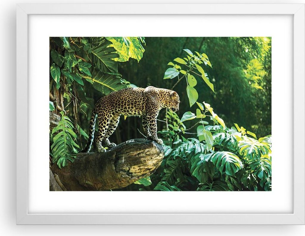 Gerahmtes Poster - Weißer Rahmen - Dschungel Leopard Panther - 40x30 cm - Wand Bild - Wanddeko - Wandbilder - Kunstposter - Wandposter - Bilderrah...