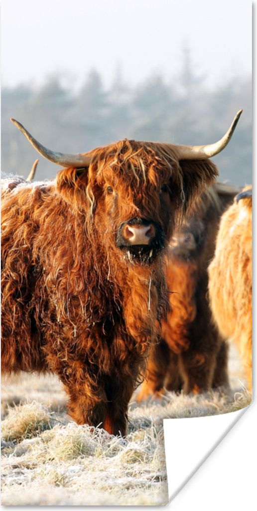 MuchoWow Poster Schottische Highlander - Schnee - Wald 20x40 cm - Plakat - Foto