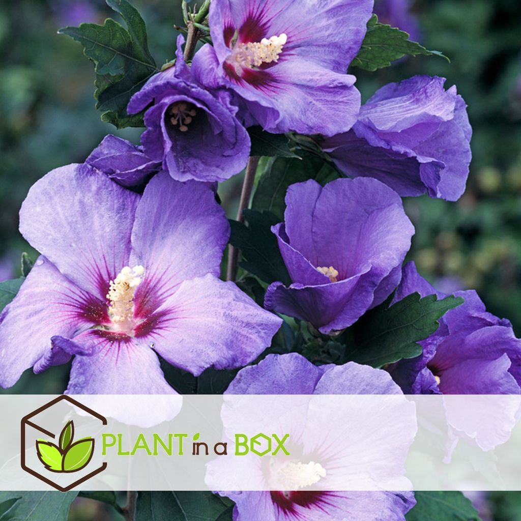 Plant Hibiscus Box a Syriacus in -