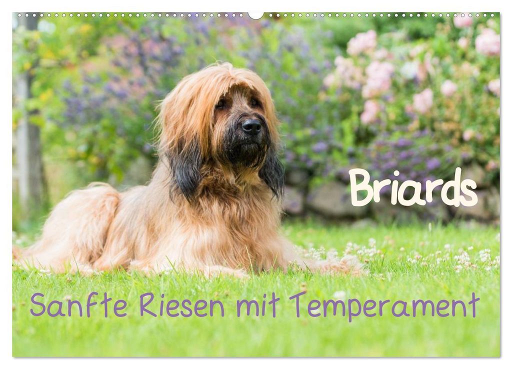Briards - sanfte Riesen mit Temperament (Wandkalender 2027 DIN A2 quer), CALVENDO Monatskalender