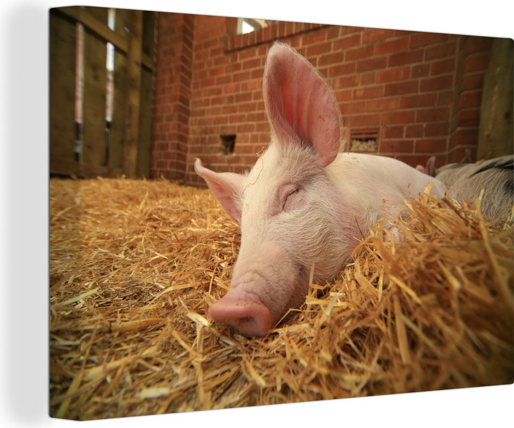 OneMillionCanvasses - Leinwandbilder - 150x100 cm, Schwein - Stroh - Tier, Wandbilder Kunstdruck Wanddekoration