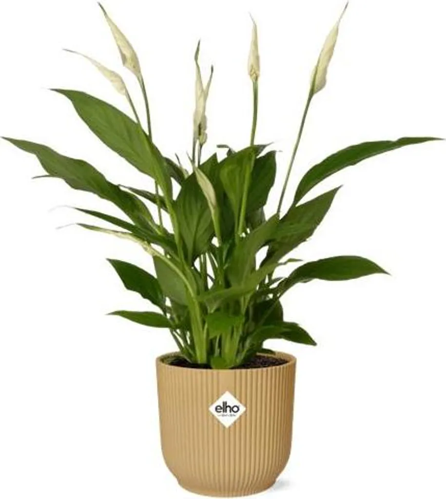 Décoration bureau avec Spathiphyllum Torelli et son pot jaune de 14cm