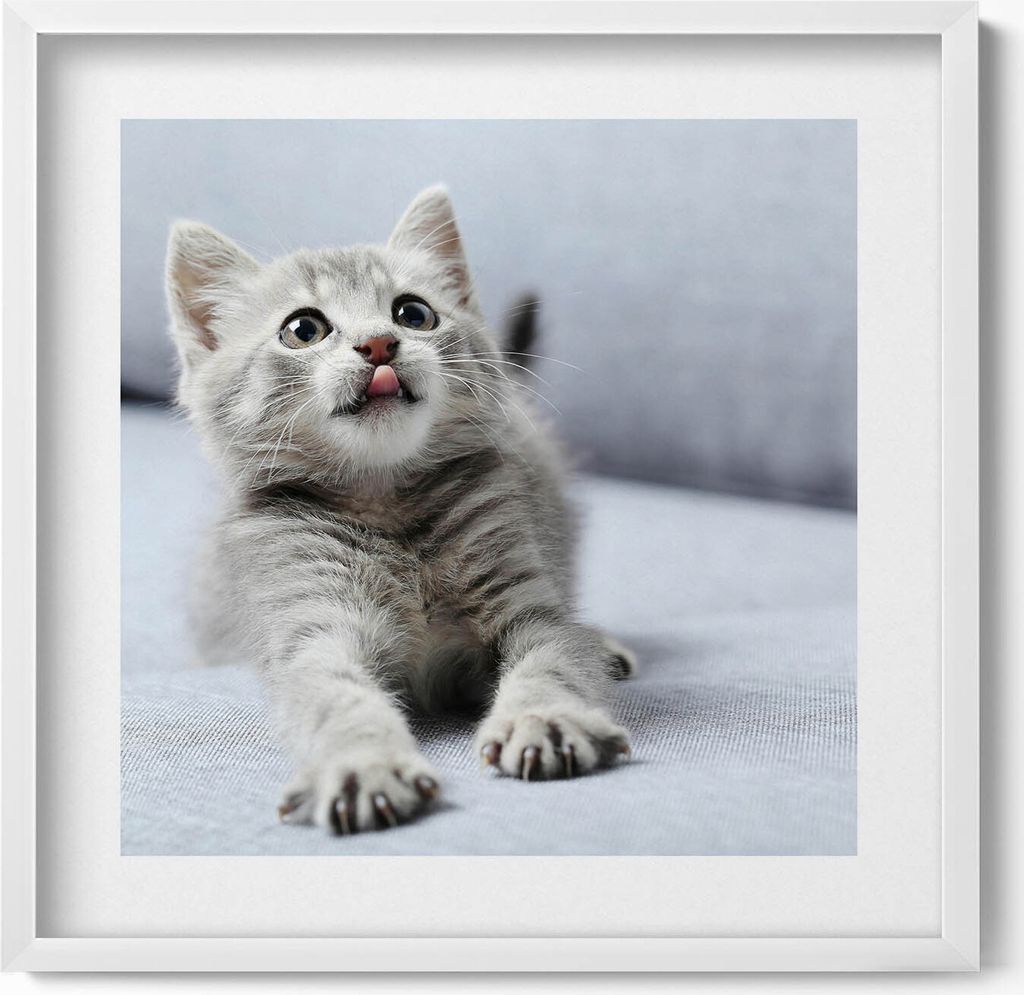 Niedliche kleine Katze auf Sofa– Wandbild mit Rahmen – Gerahmtes Bild – Wanddekoration – 50x50 cm – Weiß Rahmen