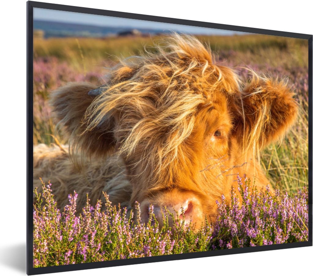 MuchoWow Gerahmtes Poster Schottische Highlander - Heide - Gras - Tiere 40x30 cm - Poster mit Schwarzem Bilderrahmen Wandposter Rahmen Foto Bilde...