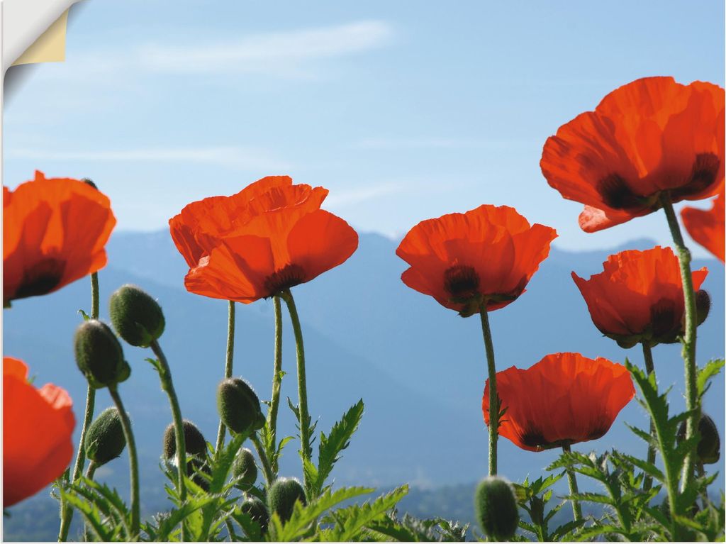 ARTland Wandbild, selbstklebend Mohnblüten vor Bergen Größe: 80x60 cm