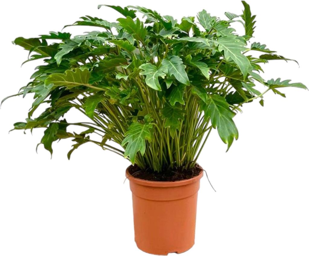 Philodendron Xanadu - Egzotyczny przyjaciel drzew - ok. 80 Zdjęcie produktu 