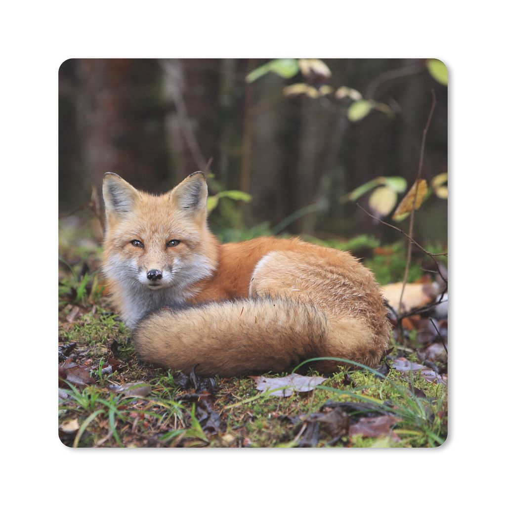 MuchoWow Mauspad Mousepad Fuchs - Wald - Tier 20x20 cm - Mousepads - Maus Mat - Pad - Mausunterlage - Desk Mat - Bureauartikeln