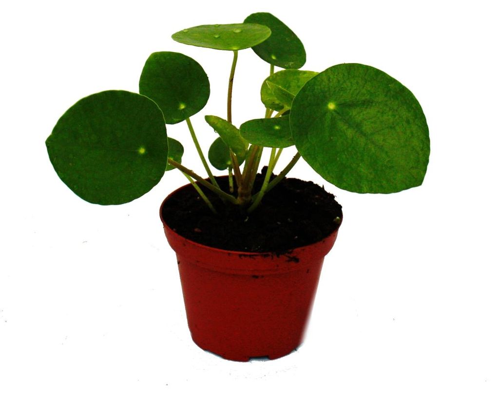 Mini - Pilea peperomioides - Lucky Thaler - Čínský strom Obrázek produktu 