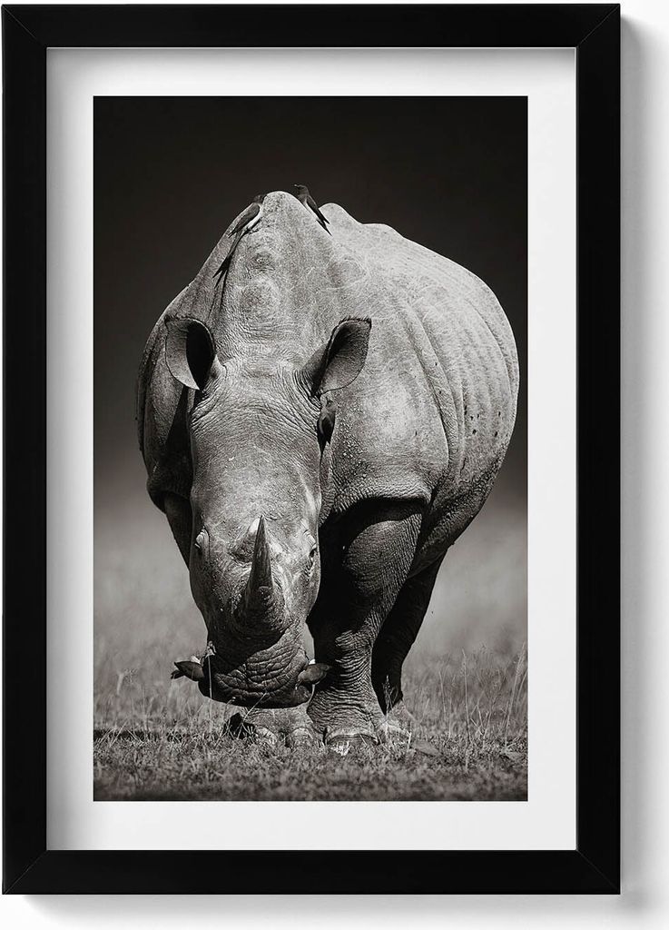 Schwarzes und weißes Nashorn– Wandbild mit Rahmen – Gerahmtes Bild – Wanddekoration – 20x30 cm – Schwarz
