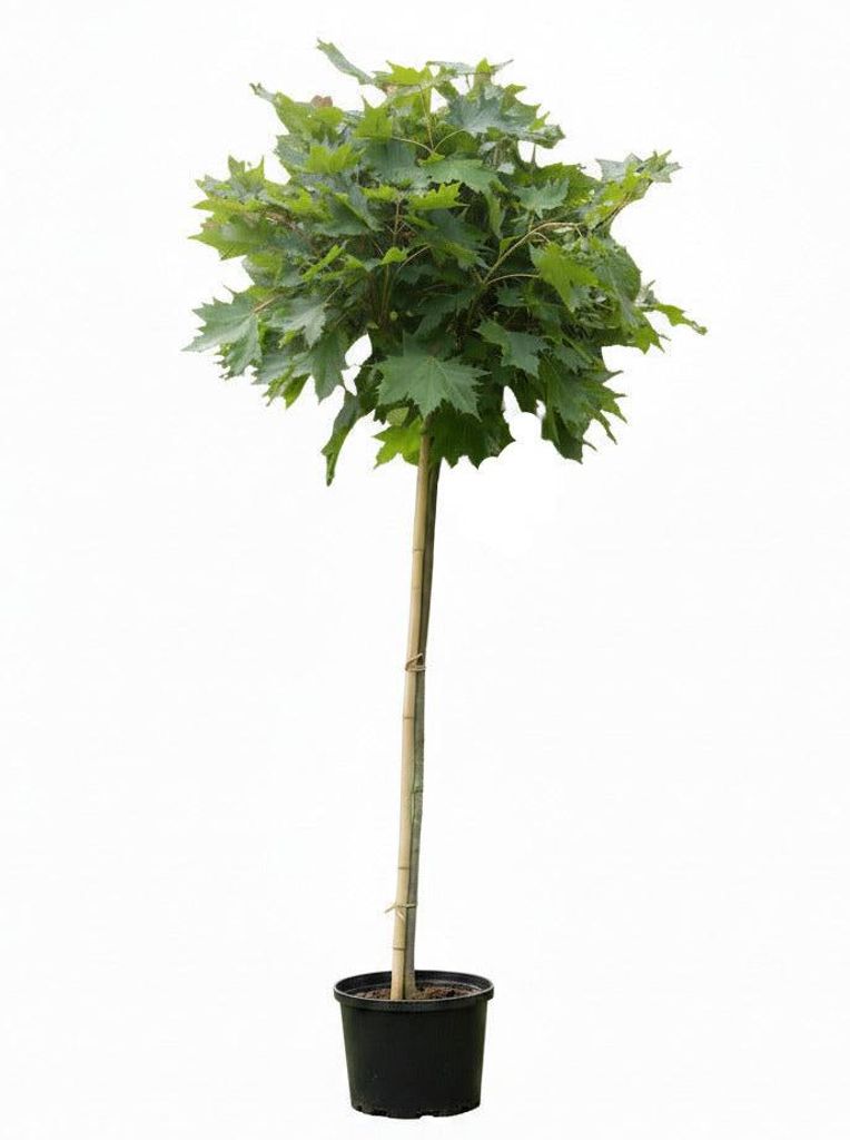Acer platanoides "Globosum"- Hochstamm, Kugelahorn,  Höhe: Produktbild 