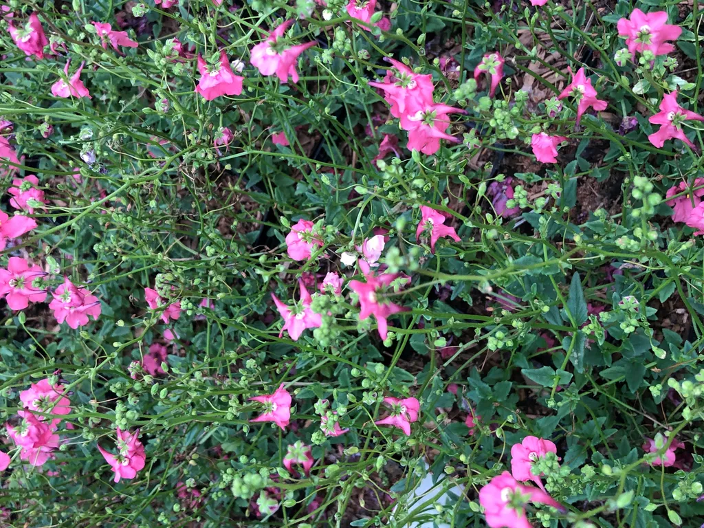 Diascia Ruby Field Fleurs Faciles pour Balcon - 6 Plants en Pot de 9x9cm