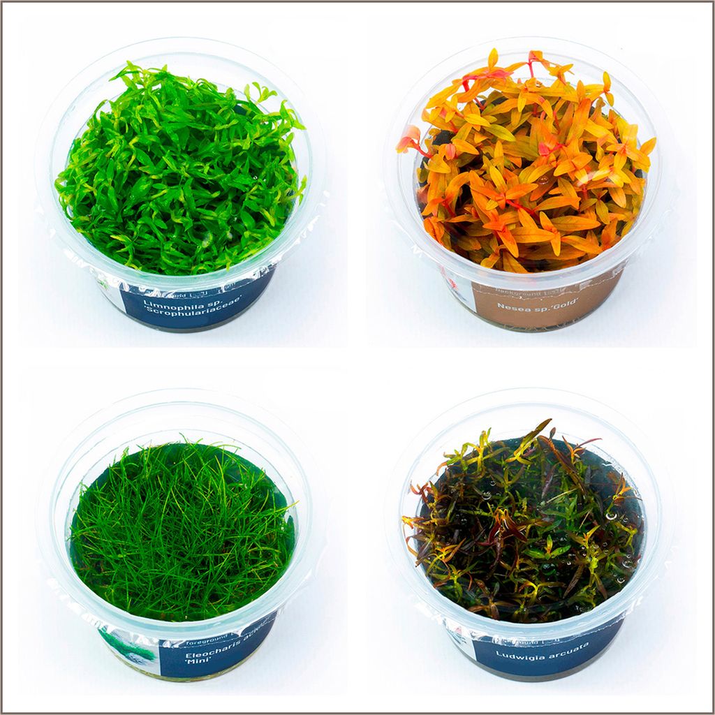 4x Invitro Cup Mix Nr. 9 - algen- und schneckenfrei