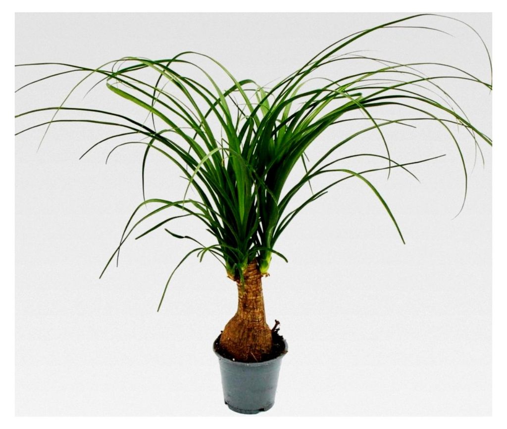 Kleiner Elefantenfuss - Beaucarnea recurvata - Nolina - Zimmerpflanze - 12cm Topf - Stamm