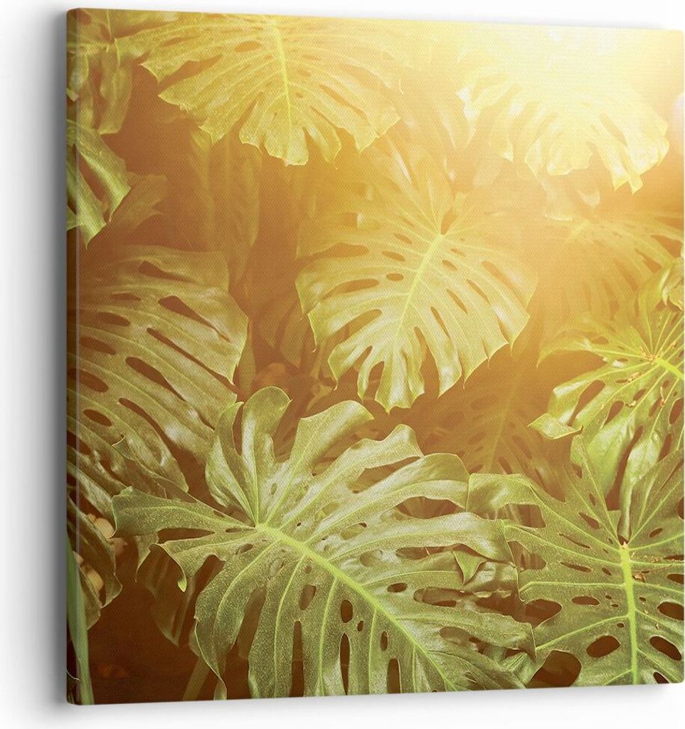 Bild auf Leinwand - Leinwandbild - Einteilig - Blätter Monstera Licht - 40x40cm - Wand Bild - Wanddeko - Wandbilder - Leinwanddruck - Bilder - Wan...
